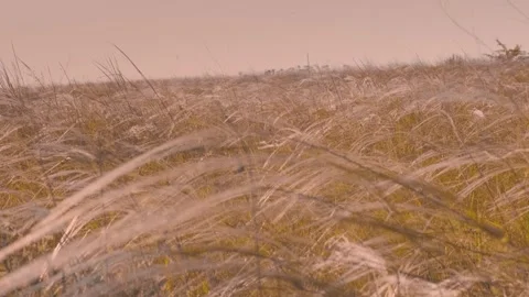 Dry grass in the field sways at sunset. Stock Footage 275154656