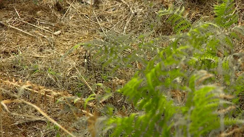 Dry Grass Field Texture Stock Footage 79641209