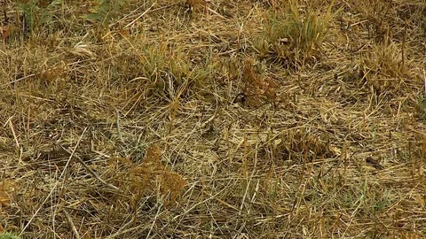 Dry Grass Field Texture Stock Footage 79641365