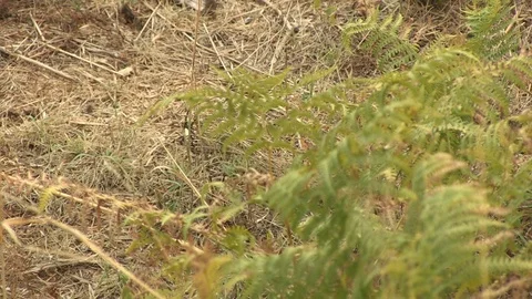 DRY GRASS FIELD TEXTURE Stock Footage 90134564