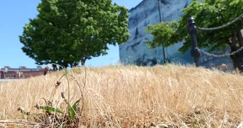 Dry grass field with a wall mural and lush green trees on a sunny day Stock Footage 312250653