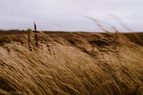 Dry grass field in the wind Foto stock