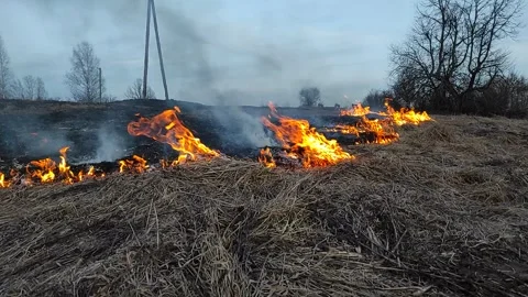 Dry grass on fire (1) Full HD 60 FPS Stock Footage 268484236