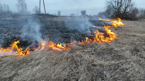 Dry grass on fire (3) 4K 30 FPS Video stock 268486702