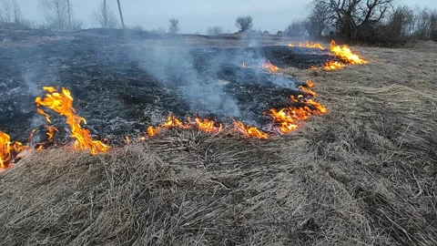 Dry grass on fire (4) Full HD 60 FPS Stock Footage 268487198