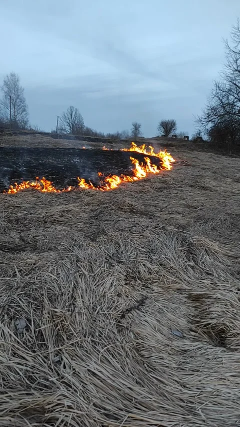Dry grass on fire (5) Full HD 60 FPS Stock Footage 268487558