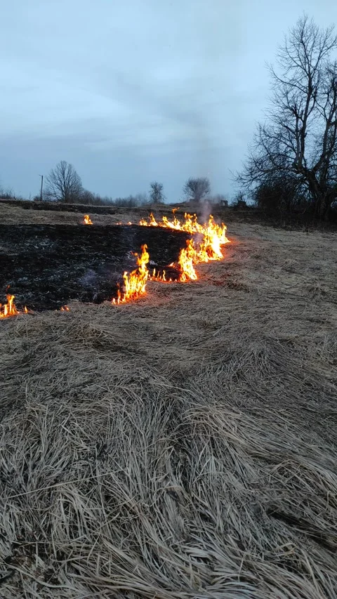 Dry grass on fire (6) 4K 30 FPS Stock Footage 268488141