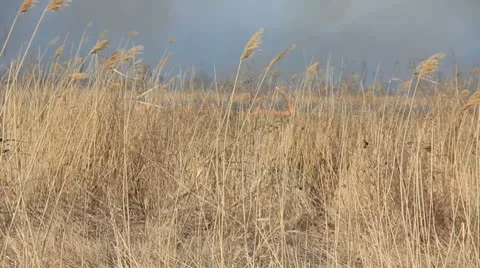 Dry grass fire Video stock 8847070