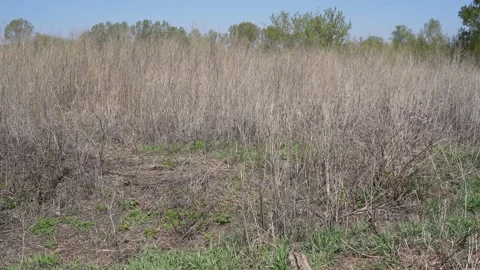 Dry grass fire hazard Stock Footage 192871078