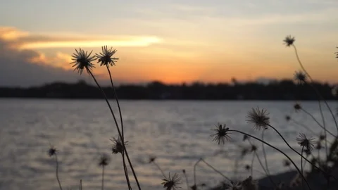 Dry grass flower blowing in the wind at golden sunset scene and lake. Video stock 103709015