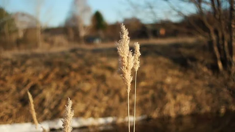 Dry grass flower blowing in the wind, red reed sway in the wind. Reed field in Stock Footage 108065058