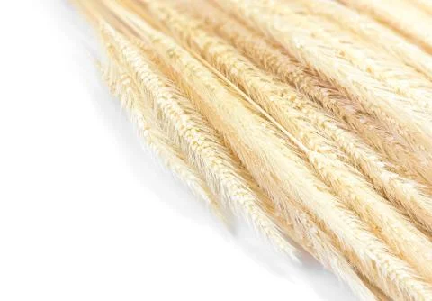 Dry grass flower Stock Photos