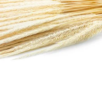 Dry grass flower Stock Photos