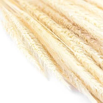 Dry grass flower Foto stock