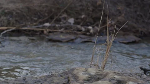 Dry Grass By Flowing Water Stock Footage 300648964