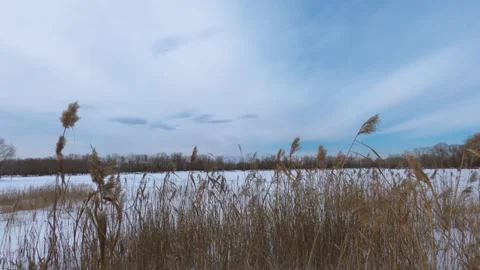 Dry grass flutters in the wind Stock Footage 149955196