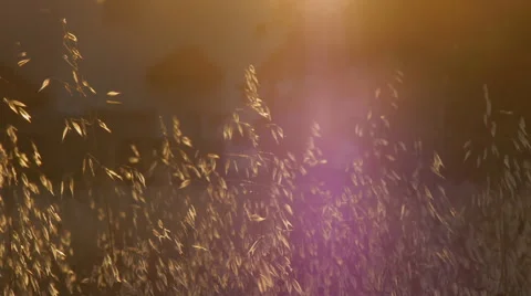 Dry grass with flying insects Stock Footage 58607041