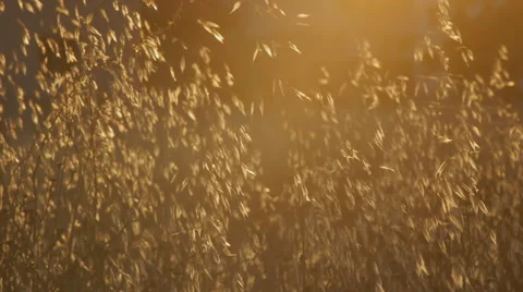 Dry grass with flying insects 스톡 동영상 58607051