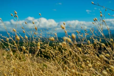 Dry Grass in Focus Stock Photos