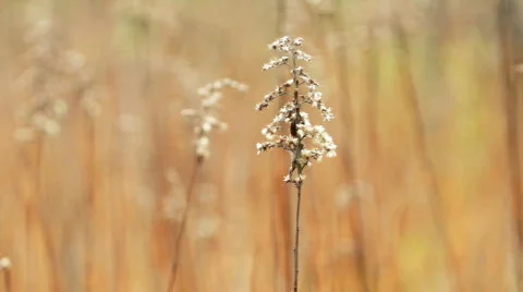 Dry grass 스톡 동영상 732417