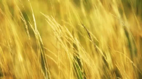 Dry grass Stock Footage 12373679