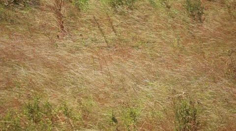 Dry Grass Stock Footage 28453485