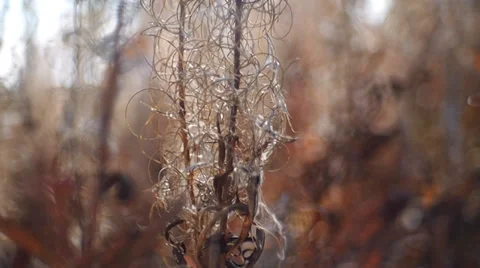 Dry grass Vídeo Stock 30278430