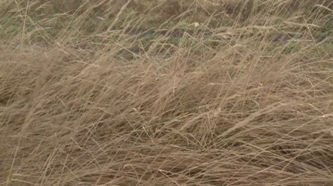 Dry grass Stock Footage 32652310