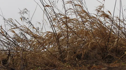 Dry grass Video stock 34180148