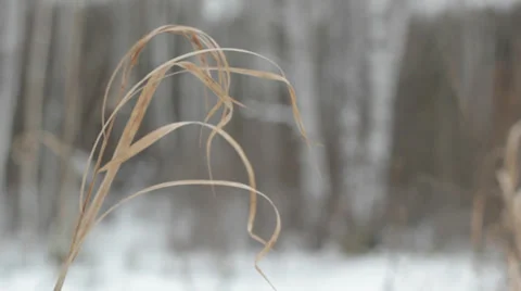 Dry grass Stock Footage 35714383