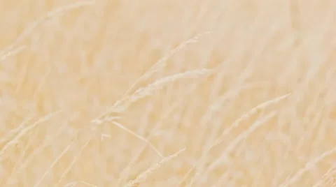 Dry grass Stock Footage 45786095