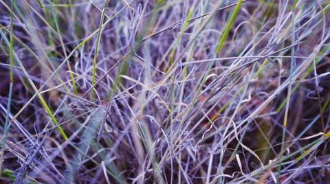 Dry grass Stock Footage 45866608