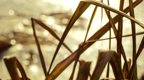 Dry grass on the like Stock Footage 46072496