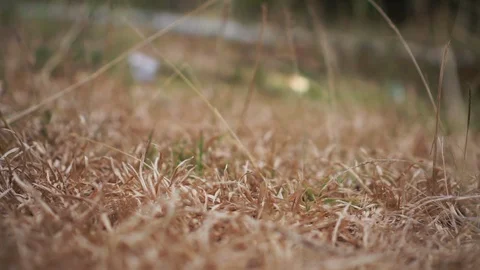 Dry grass 库存影片 128990936