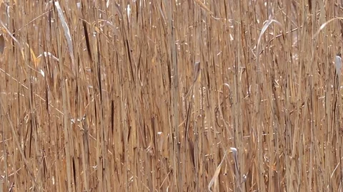 Dry grass. Stock Footage 196174433