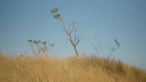 Dry Grass Stock Footage 239178072