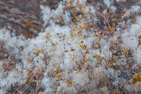 Dry grass in the forest Stock Photos
