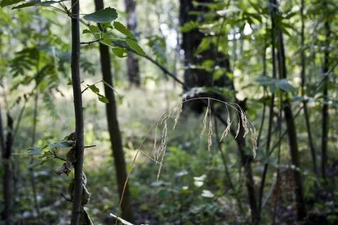 Dry grass in the forest in the summer. Selective focus Stock Photos