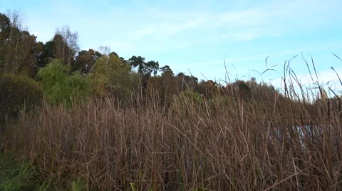 Dry grass with forest tree tops in the background Stock Footage 68901699