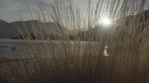 Dry grass in front of the lake moving with the wind, first light of the day Stock Footage 234456435