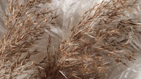 Dry grass on fur white background Video stock 126505448