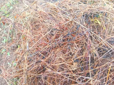 Dry grass in the garden Stock Photos