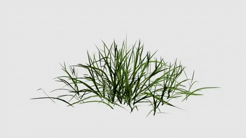 Dry grass gently blowing in the wind animation with alpha channel Stock Footage 327521179