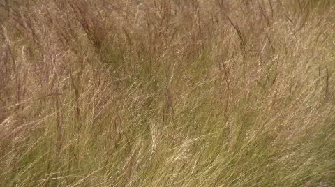 Dry grass is gently swaying in the wind Stock-Footage 359686