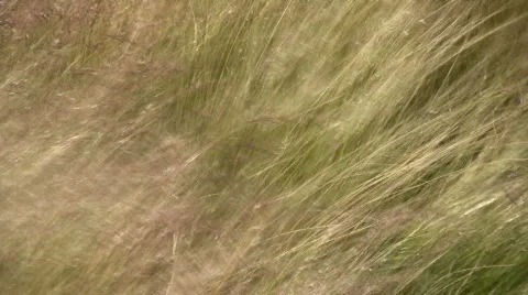 Dry grass is gently swaying in the wind Stock Footage 359687