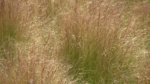 Dry grass is gently swaying in the wind Stock Footage 359688