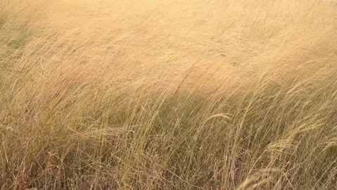 Dry Grass gold on Meadow with wind Stock Footage 162664121