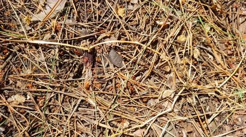 Dry Grass on the Ground Background Texture Stock Photos