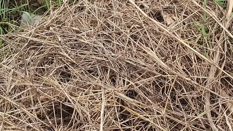 Dry grass on the ground Stock Footage 311933368