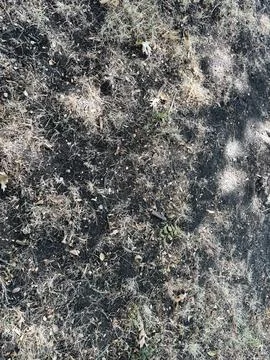 Dry Grass Ground Texture Close Up Stock Photos